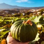 La finca como escenario: cinco actividades que cambian cuando el espacio tiene vida