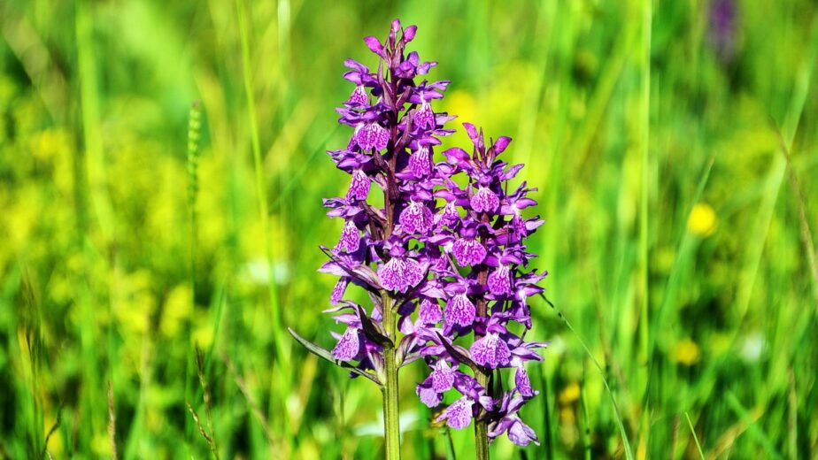 Flores silvestres endémicas de Canarias