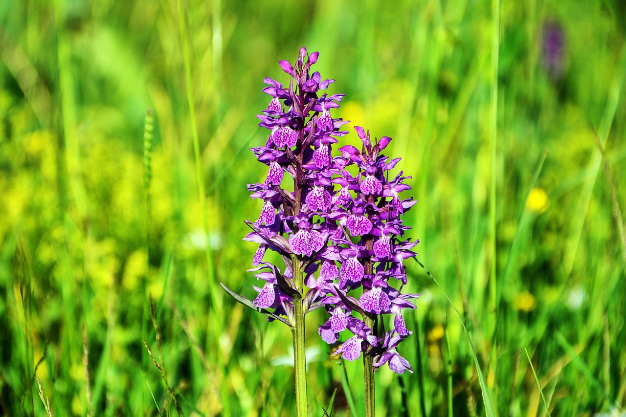 Flores silvestres endémicas de Canarias