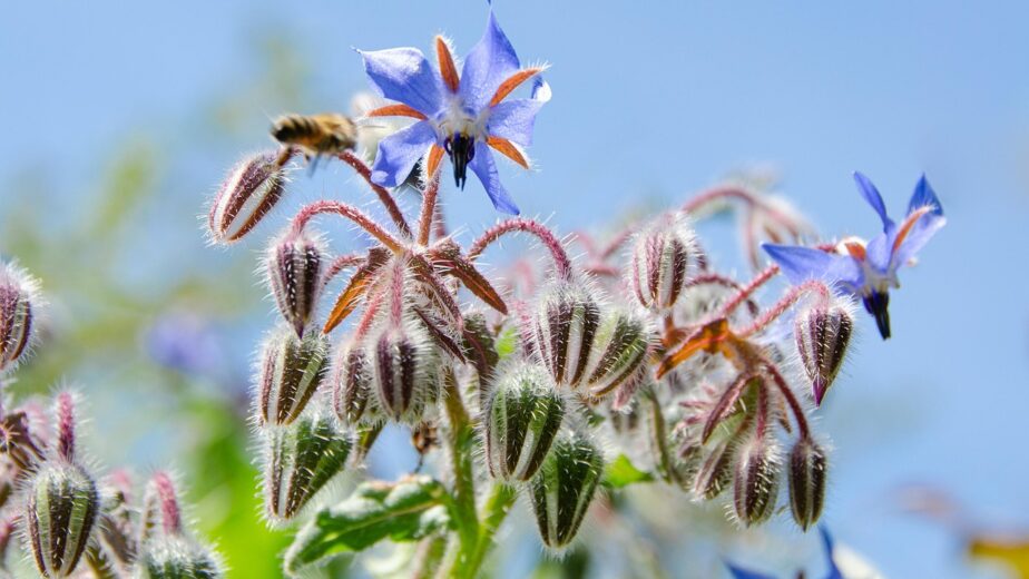 Jardín de los sentidos - plantas aromáticas y flores comestibles