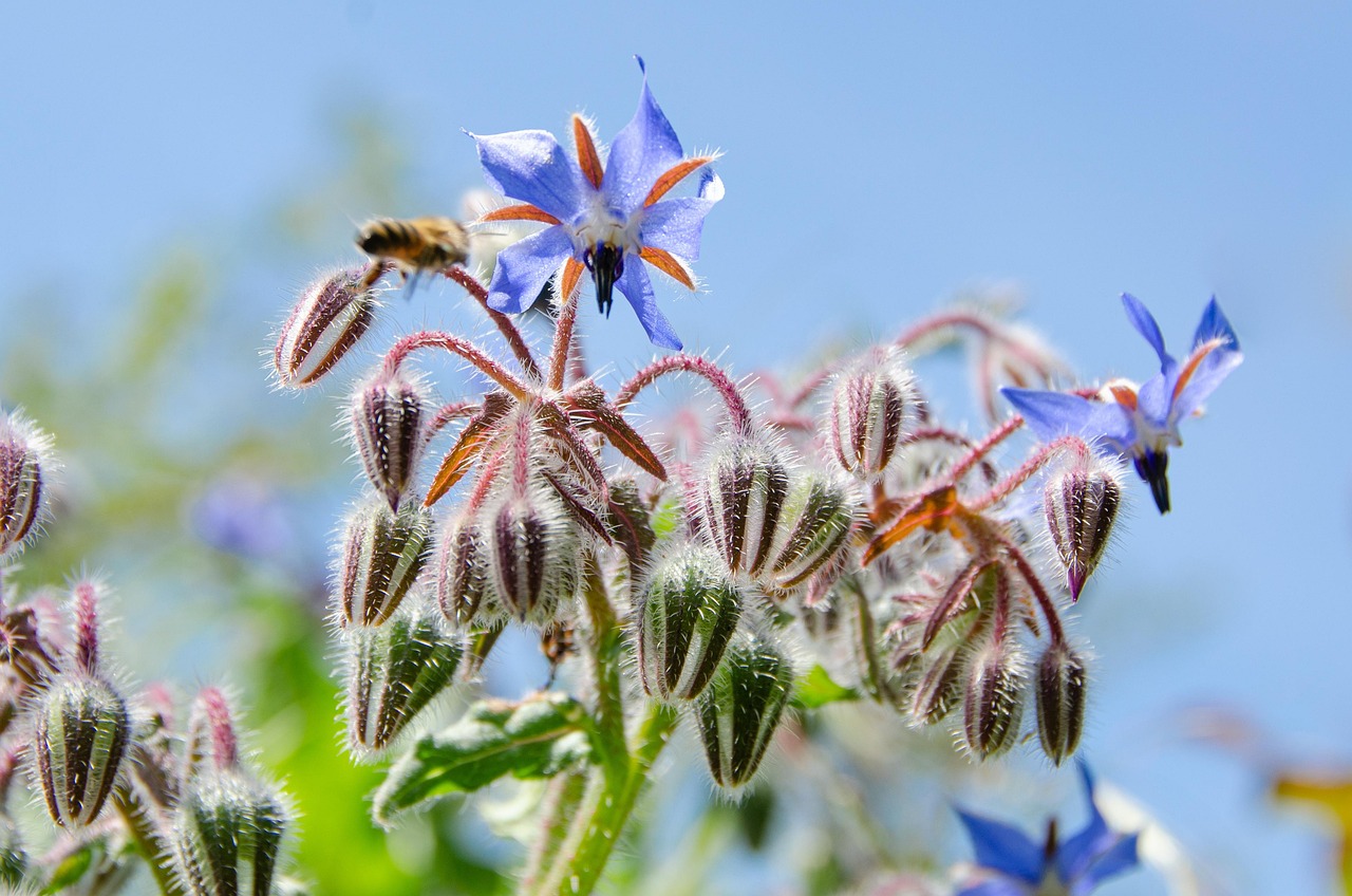 Jardín de los sentidos - plantas aromáticas y flores comestibles